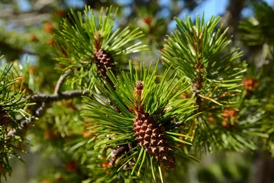 DSC_0192 (Large).JPG